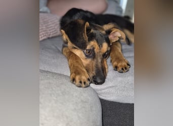 Michel - wunderschöner sanfter Rüde, 8 Monate alt- auf PS in 45896 Nordrhein-Westfalen - Gelsenkirch