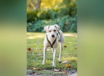 Malibu – sensibel, verspielt und menschenbezogen