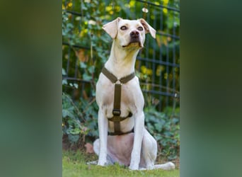 Malibu – sensibel, verspielt und menschenbezogen