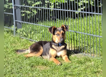 Michel - wunderschöner sanfter Rüde, 8 Monate alt- auf PS in 45896 Nordrhein-Westfalen - Gelsenkirch