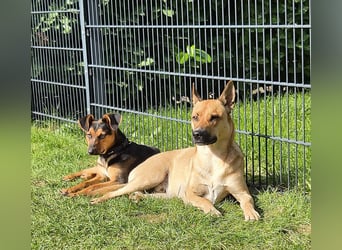 Michel - wunderschöner sanfter Rüde, 8 Monate alt- auf PS in 45896 Nordrhein-Westfalen - Gelsenkirch