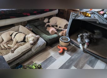Monty - sucht Menschen mit Herz und Verstand!