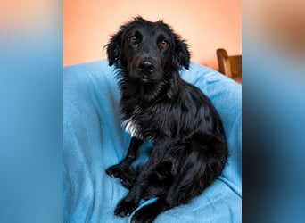 Mogli - sucht seine Familie!