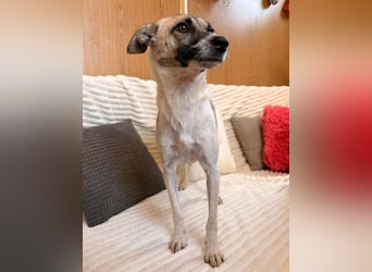Zoey - sanfte Seele sucht ihr Zuhause!