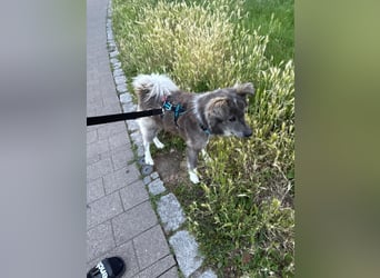 Monty - sucht Menschen mit Herz und Verstand!