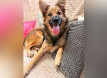 Benji - Halb Fuchs, Halb Hund!