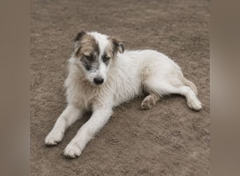 Buddy - will dein bester Freund werden!