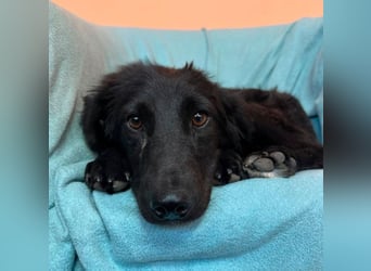 Mogli - sucht seine Familie!