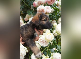 Raya - flauschig süß, verzaubert sie dich?