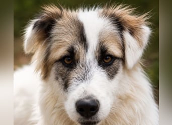Buddy - will dein bester Freund werden!