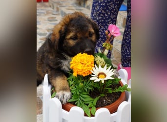 Raya - flauschig süß, verzaubert sie dich?