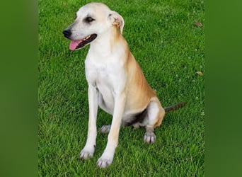 Pico - kleiner Entdecker sucht Abenteuer!