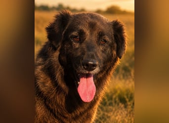 Emmi - schwarze Lady sucht ihre Familie!