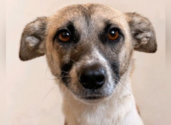Zoey - sanfte Seele sucht ihr Zuhause!