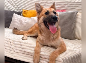 Sandy - halb Fuchs, halb Hund!
