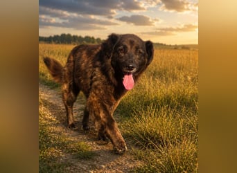 Emmi - schwarze Lady sucht ihre Familie!