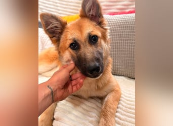 Sandy - halb Fuchs, halb Hund!