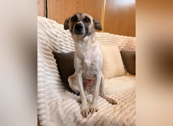 Zoey - sanfte Seele sucht ihr Zuhause!