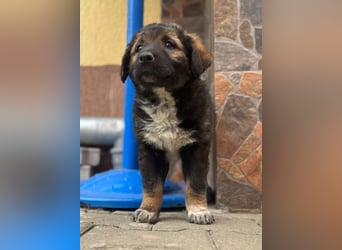 Raya - flauschig süß, verzaubert sie dich?