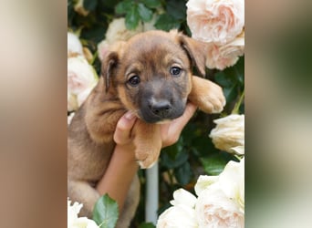 Luna - kleine Lady sucht ihre Familie!
