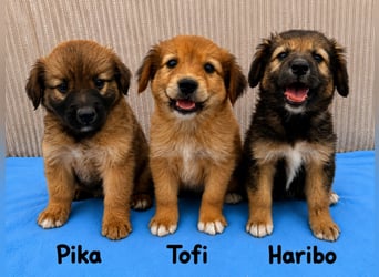 Tofi - Zuckerschnute sucht dich!