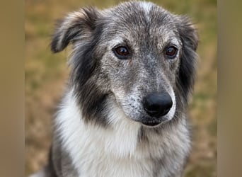Monty - sucht Menschen mit Herz und Verstand!