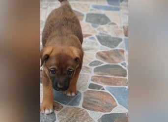 Luna - kleine Lady sucht ihre Familie!
