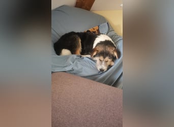 Moka - junger Wirbelwind sucht dich!