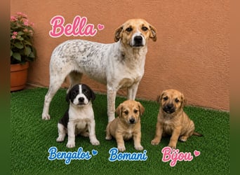 Bella - tolle Mama sucht ihr Happy End!