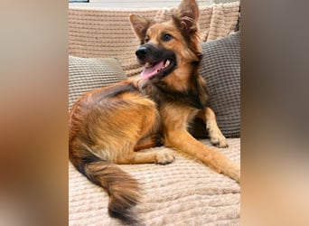 Benji - Halb Fuchs, Halb Hund!