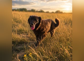 Emmi - schwarze Lady sucht ihre Familie!