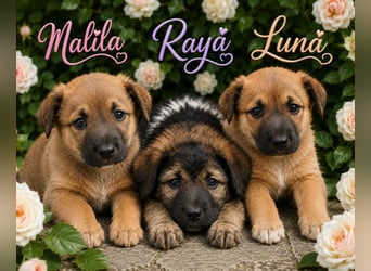 Raya - flauschig süß, verzaubert sie dich?