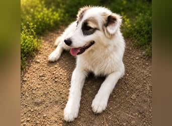 Buddy - will dein bester Freund werden!