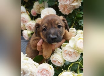 Luna - kleine Lady sucht ihre Familie!