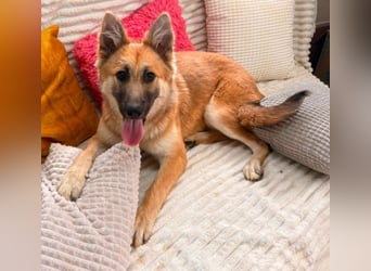 Sandy - halb Fuchs, halb Hund!