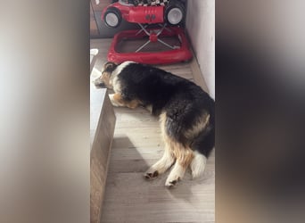 Moka - junger Wirbelwind sucht dich!