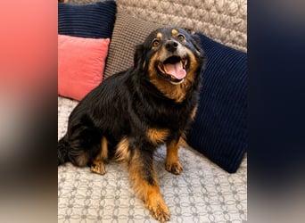 Mimi - sanfte Lady auf 4 Pfoten!