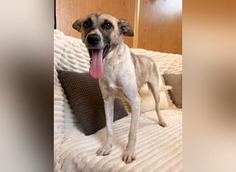 Zoey - sanfte Seele sucht ihr Zuhause!
