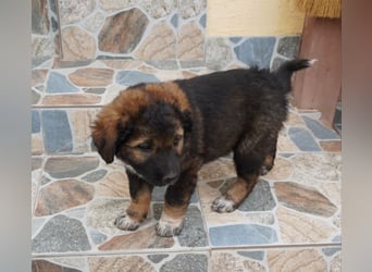 Raya - flauschig süß, verzaubert sie dich?