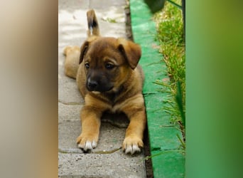 Luna - kleine Lady sucht ihre Familie!