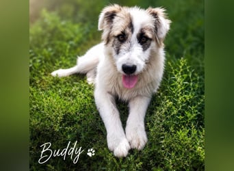 Buddy - will dein bester Freund werden!