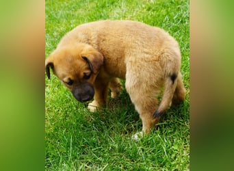Luna - kleine Lady sucht ihre Familie!
