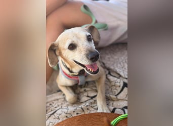 Natilla