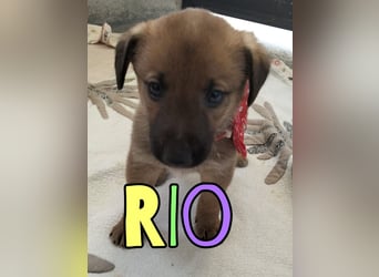 Rio