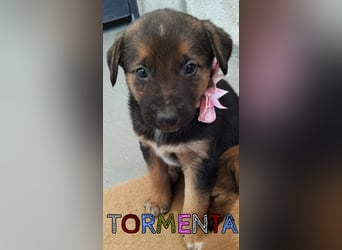 Tormenta