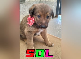 Sol