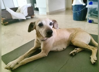 Natilla