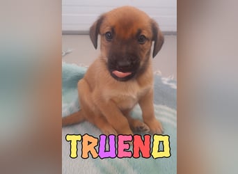 Trueno