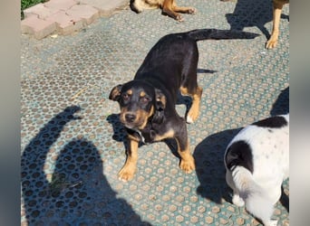 GEO *bei unserer Pflegestelle in 88167 Gestratz*