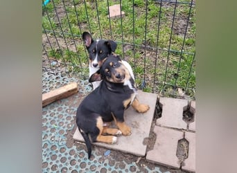 GEO *bei unserer Pflegestelle in 88167 Gestratz*